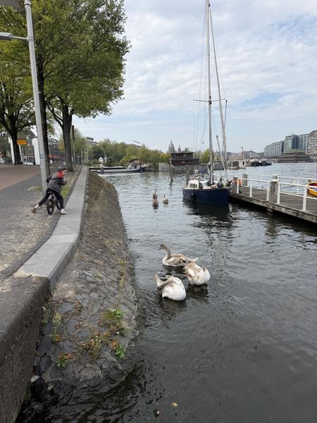 A serene scene unfolds along the Oosterdok, Rapenburg in Amsterdam, where a child rides a bicycle along the paved bank